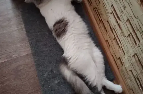 Объявления о пропавших и найденных животных, Омск, фото: Пропала кошка, ул. Труда 5, Омск