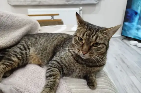 Кошки потеряшки, Чувашская Республика, фото: Потеряшка кошка, Чувашская Республика