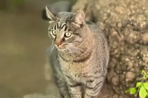 Кошки потеряшки, Москва, фото: Потеряшка кошка, ул. Верземнека 2А, стр 1