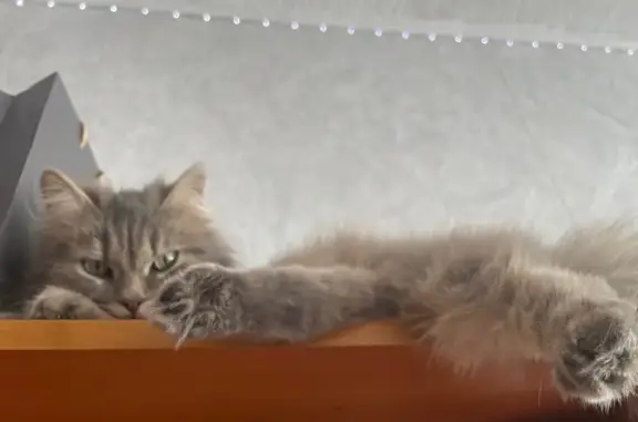 Кошки потеряшки, Березово (село) (новокузнецкий), фото: Потеряшка кошка, Зелёная ул. 19, Березово