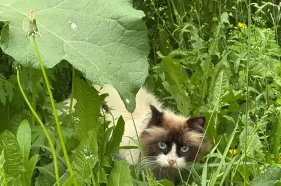 Красивая кошка найдена на Ленина, 52