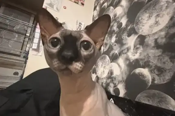 Кошки потеряшки, Осинники, фото: Потеряшка кошка, Тобольская 20, Осинники