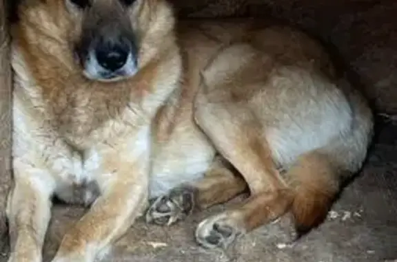 Найденные животные Переславль-Залесский, фото: Собака найдена: Советская 3, Переславль