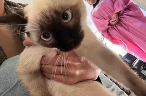 Найдена кошка, Ижевск, фото: Найдена кошка, Ижевск