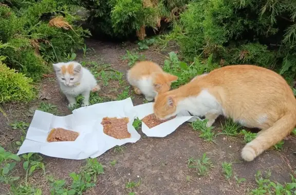 Найдена кошка, Белгород, фото: Найдена кошка, Белгород