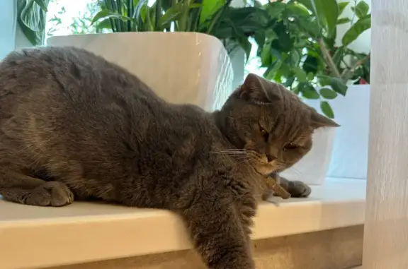 Кошки потеряшки, Березовка, фото: Потеряшка кошка, Березовка