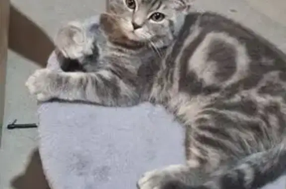 Кошки потеряшки, Ессентуки, фото: Потеряшка кошка, Ессентуки