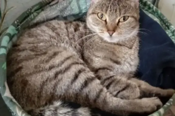 Кошки потеряшки, Колпашево, фото: Потеряшка кошка, ул. Победы 108, Колпашево