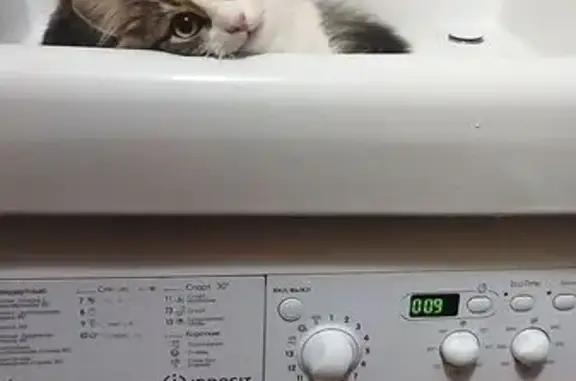 Кошки потеряшки, Санкт-Петербург, фото: Потеряшка кошка, пр. Металлистов, 4, СПб