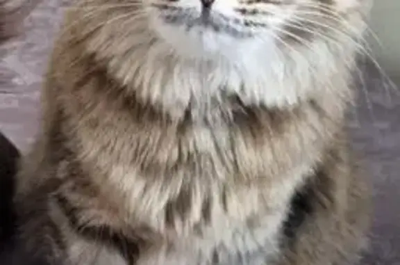 Пропала кошка, Звенигород