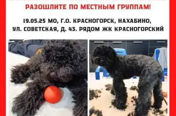 Пропала собака, Нахабино