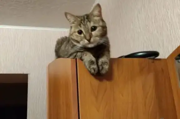 Кошки потеряшки, Богородск, фото: Потеряшка кошка, ул. Солоницына, 13, Богородск