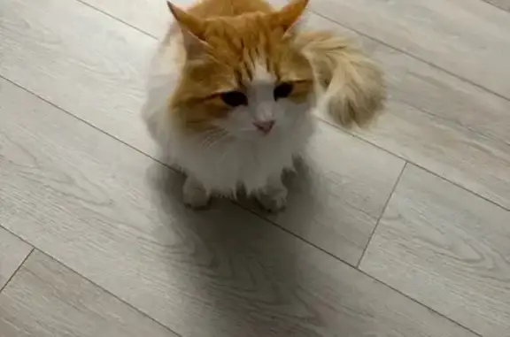 Пропала кошка