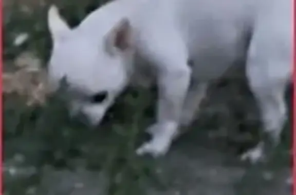 Собака найдена на Тираспольской, 1А, Ростов