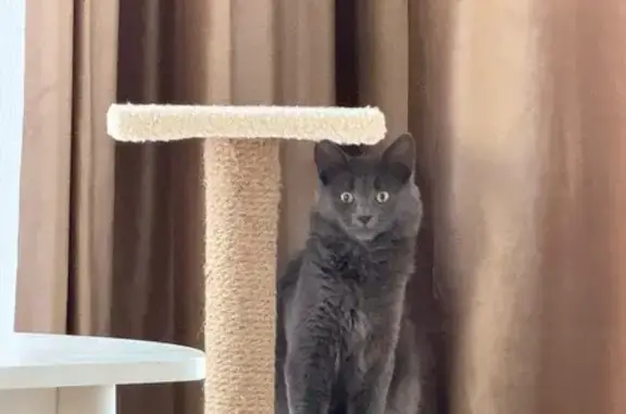 Кошки потеряшки, Псковская область, фото: Потеряшка кошка в Ваулино, Псковская обл.