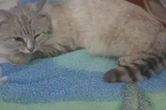 Кошки потеряшки, Омск, фото: Потеряшка кошка, ул. Серова 14, Омск