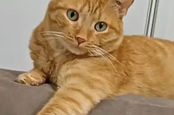 Пропала кошка, Кашино