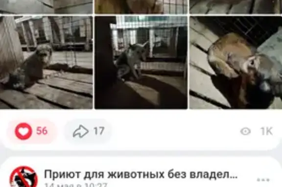 Найдена собака, Камышлов, фото: Собака найдена: ул. Декабристов, 25, Камышлов