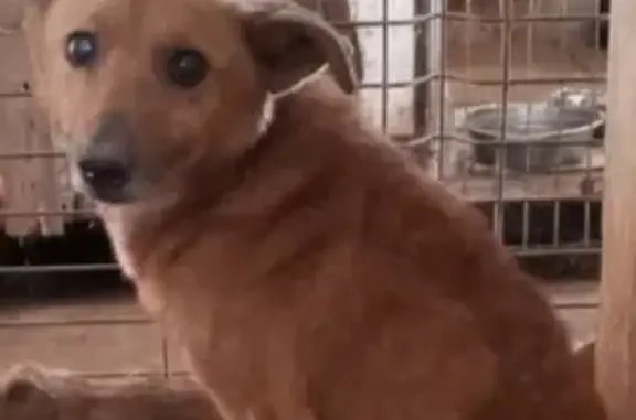 Найдена собака, Камышлов, фото: Собака найдена: ул. Декабристов, 25, Камышлов