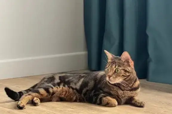 Пропала бенгальская кошка, Ивлева 41