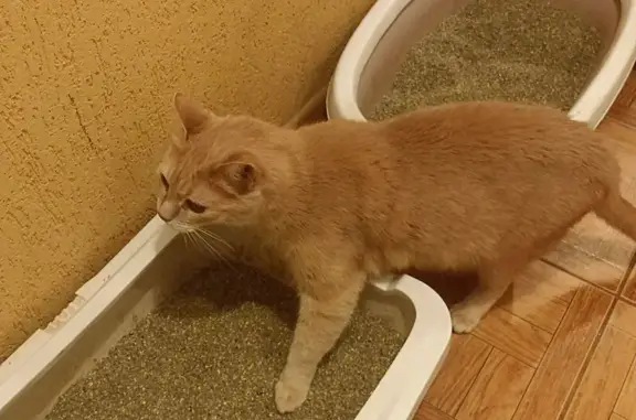 Найдена кошка, Санкт-Петербург, фото: Кот найден: Софийская ул., 30, СПб