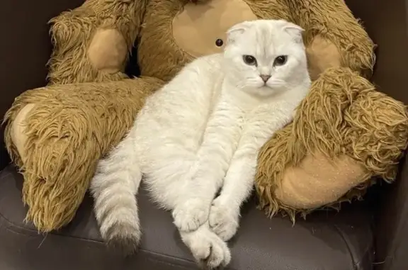 Пропала кошка, Тула