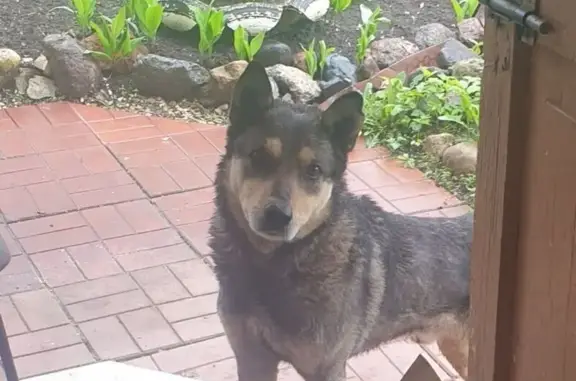 Найдена собака, , фото: Найдена собака в Лебедево, Тверская область