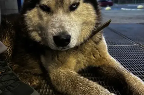 Найдена собака, ул. Митрофанова 1, Бийск