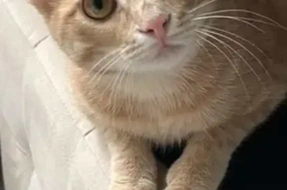 Кошки потеряшки, Казань, фото: Потеряшка кошка, Песочная ул. 83, Казань