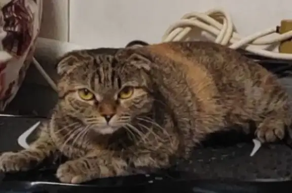 Кошки потеряшки, Бронницы, фото: Потеряшка кошка, Ленинская 13, Бронницы