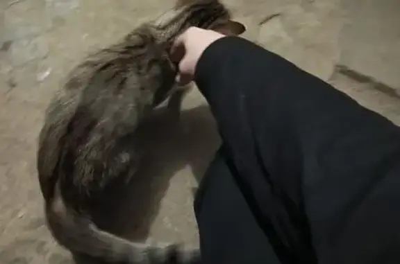 Кошка найдена: ул. Октябрьская 59, Орёл