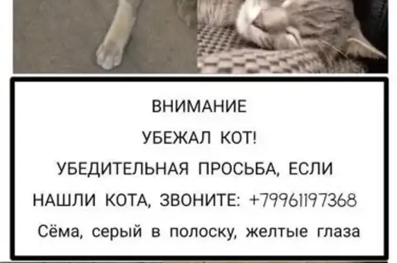 Кошки потеряшки, Саранск, фото: Потеряшка кошка, ул. Терешковой 72, Саранск