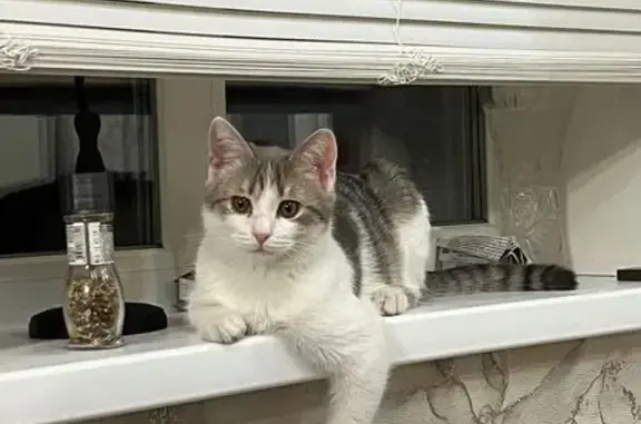 Пропала кошка, Учалы