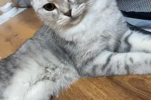 Кошки потеряшки, городской округ Бердск, фото: Потеряшка кошка, ул. Мира 31, Бердск