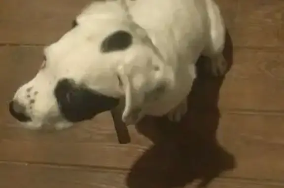 Щенок найден в Ильинской Слободе, МО