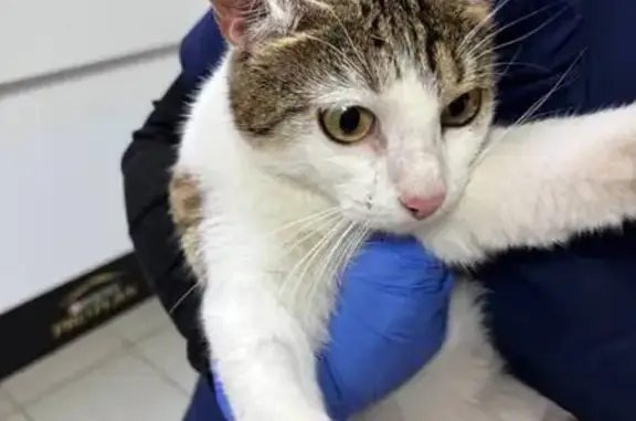 Кошка найдена, Чебоксары, 9-й Пятилетки 4А