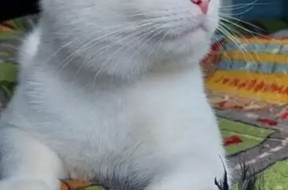 Пропал белый кот, ул. Горки 3, Алешня