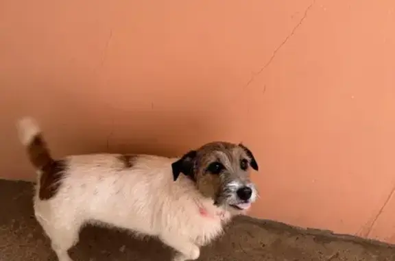 Найдена собака, Хабаровск, фото: Собака найдена: Уссурийский бул., 16, Хабаровск