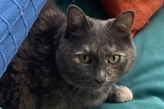 Кошки потеряшки, Москва, фото: Потеряшка кошка, Преображенский Вал, 24к5