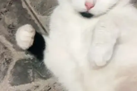 Пропала кошка, Домодедово