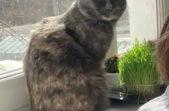 Кошки потеряшки, Москва, фото: Потеряшка кошка, Москва