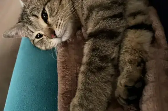 Найдена кошка, ул. Калинина, 31, Ярославль