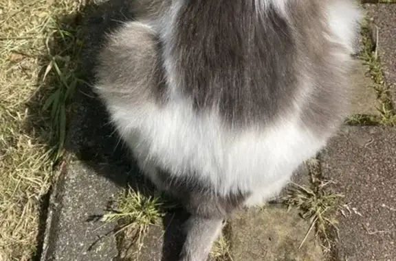 Кошки потеряшки, Сочи, фото: Потеряшка кошка, Навагинская ул. 3, Сочи