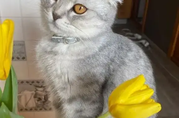 Кошки потеряшки, Бердск, фото: Потеряшка кошка, ул. Мира 24, Бердск