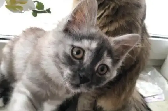 Кошки потеряшки, Усолье-Сибирское, фото: Потеряшка кошка, ул. Пушкина, 7, Усолье