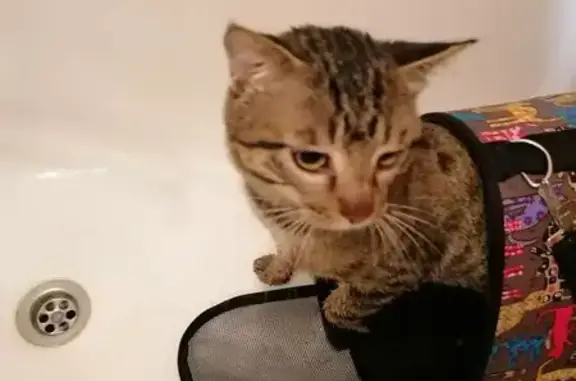Пропала кошка