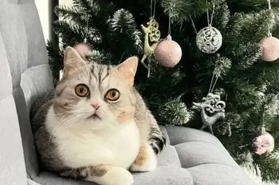 Пропала кошка, Ногинск