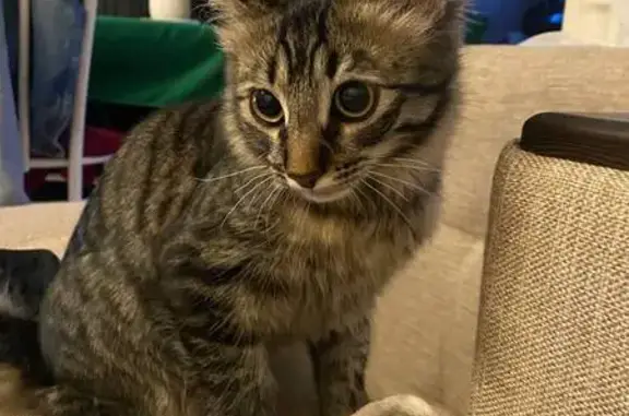 Объявления о пропавших и найденных животных, Петрозаводск, фото: Пропала кошка, Свирская ул. 3, Петрозаводск