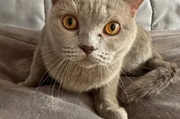 Найдена кошка, ул. Кирова, 103, Новокузнецк