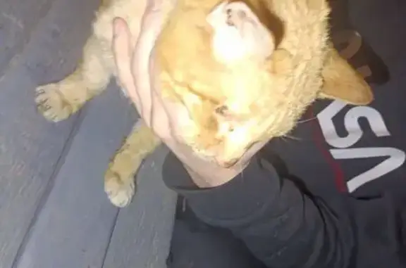 Найдена кошка, Балашиха